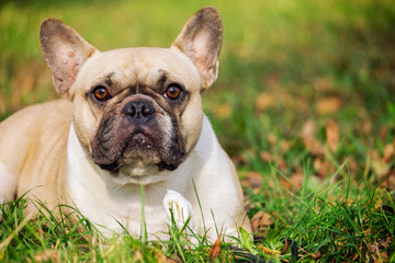 Fototapeta premium The cute French Bulldog