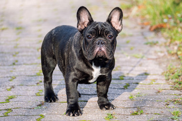 The cute French Bulldog