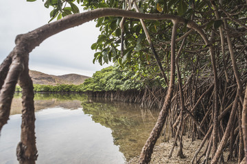 Mangrove View