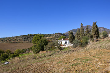 Fototapeta na wymiar white villa and olive groves