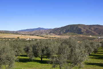 sandy olive grove scenery