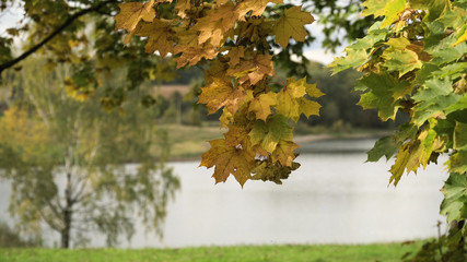 Autumn landscape in the countryside, lake, sky, autumn day.Autumn maple leaves on a tree. Maple leaves against the sky. Autumn season