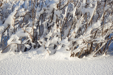 snow covered branches as abstract background or winter landscape