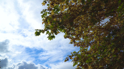 Autumn maple leaves on a tree.Maple leaves against the sky. Autumn season Beautiful golden autumn.