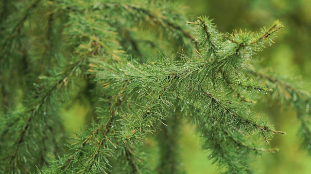 Fototapeta Pine branch with drops after rain. Spruce branch leaves with rain drops.Green lush spruce branch. Green spruce branch with water drops.