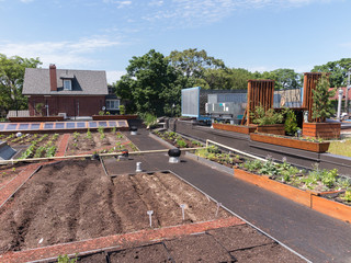 Green Roof in urban setting 