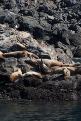 Seals