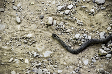 Viper is ordinary. Snake on the road. The snake crawls along the ground with rocks