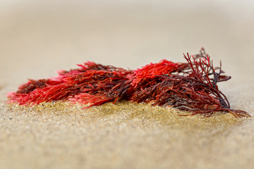 Red seaweed on the beach © Andrew