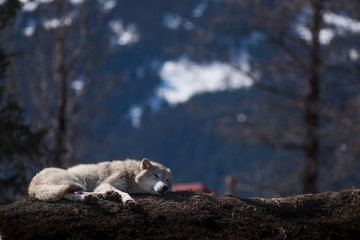 sleeping wolf © Nicholas Hoffman