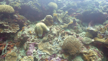 Naklejka na ściany i meble Starfish amongst the coral. Hard and soft corals. Diving and snorkeling in the tropical sea. Travel concept.