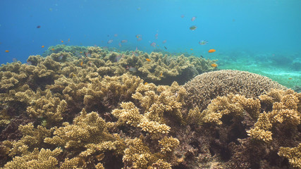 Fish and coral reef. Tropical fish on a coral reef. Wonderful and beautiful underwater world with corals and tropical fish. Hard and soft corals. Diving and snorkeling in the tropical sea. Travel