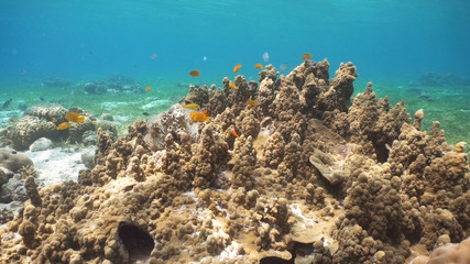 Fish and coral reef. Tropical fish on a coral reef. Wonderful and beautiful underwater world with corals and tropical fish. Hard and soft corals. Diving and snorkeling in the tropical sea. Travel