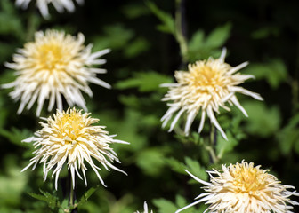 White chrysanthemums in Japanese greenhouse. Close-up.