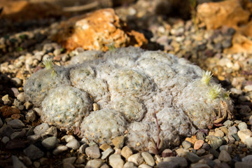 Cactus planted on the ground, close up shot