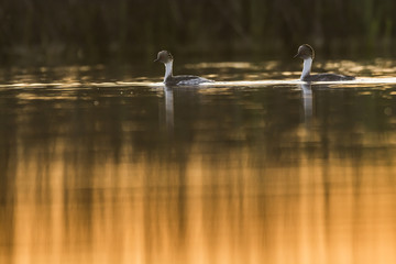 Silvery Grebe, Patagonia, Argentina
