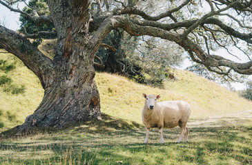 A sheep in agriculture field in the area of One Tree Hill in Auckland, New Zealand.
