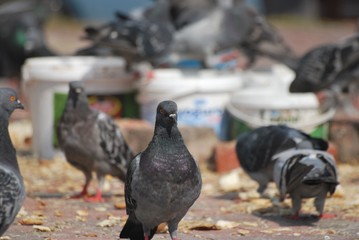 Pigeons