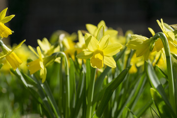 Narzissen im Sonnenlicht im Frühling