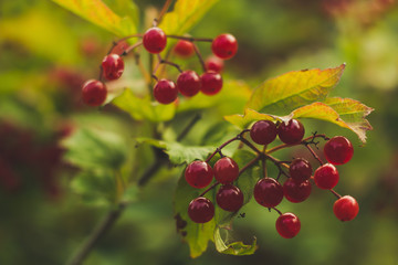 Berries of viburnum. Tree branches.