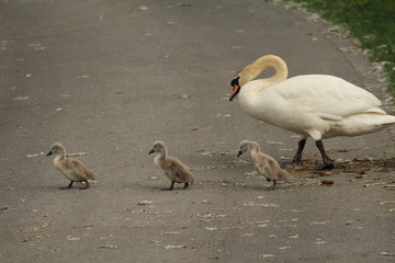 Schwanfamilie