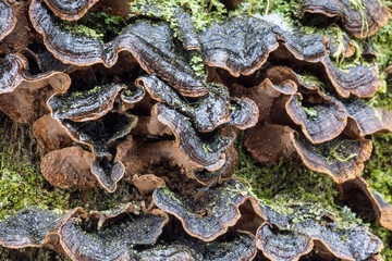 Macro photography of wet fungi on a tree trunk. Polypore closeup.
