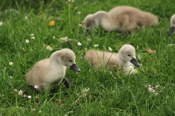 Babyschwäne