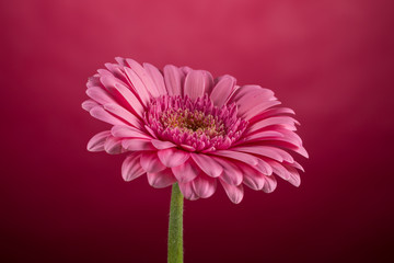 Pink Gerbera flower