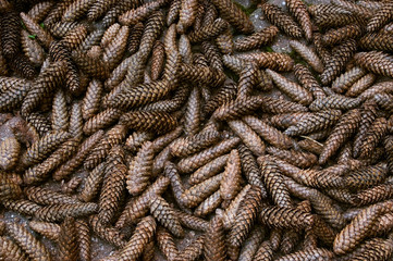 Pinecones