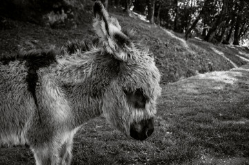 Fototapeta premium Donkey