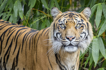Fototapeta na wymiar Tiger portrait