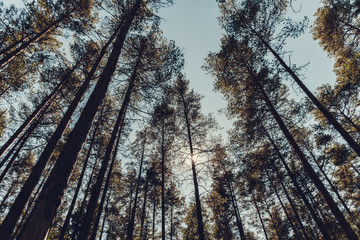 Tall trees and sky