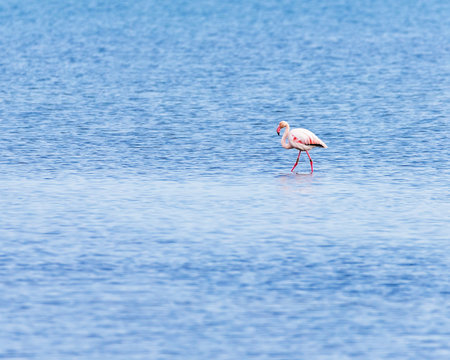 Many pink flamingos on the lake. Copy space for text.