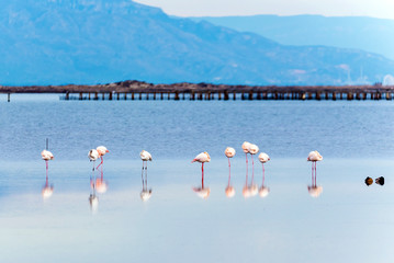 Fototapeta na wymiar Beautiful flamingo group in the water in Delta del Ebro, Catalunya, Spain.