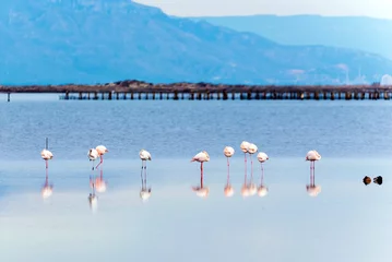 Papier Peint photo Flamant Beautiful flamingo group in the water in Delta del Ebro, Catalunya, Spain.