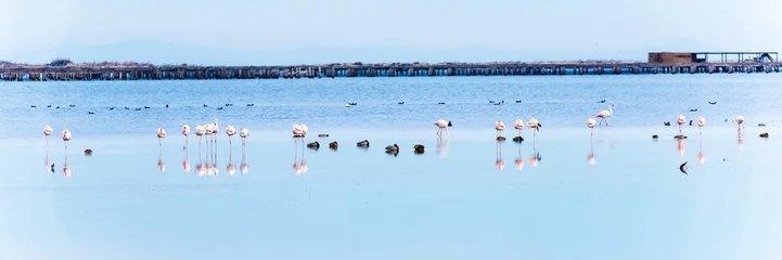 Gardinen Beautiful flamingo group in the water in Delta del Ebro, Catalunya, Spain. Copy space for text. © ggfoto