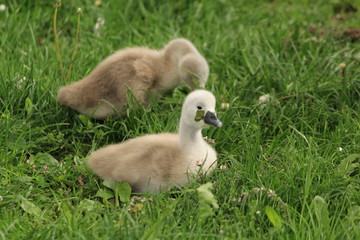 süße Schwanenbabys