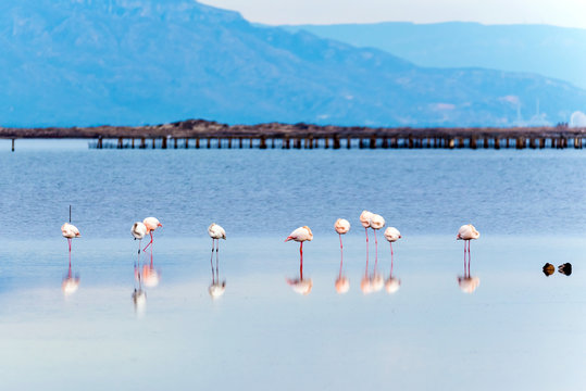 Fototapeta Beautiful flamingo group in the water in Delta del Ebro, Catalunya, Spain.