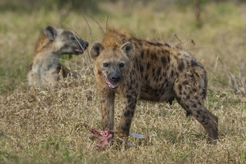 Hyena eating, Africa