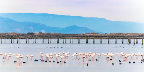 Beautiful flamingo group in the water in Delta del Ebro, Catalunya, Spain. Copy space for text. © ggfoto
