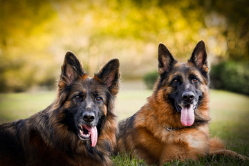 Two German Shepherds on the green grass	
