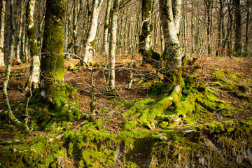 Horizontal View of some Trees Covered in Moss