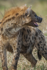 Hyena eating, Africa