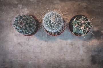 Top view of three cactuses or cacti on old, rustic wooden background with copy space. Vintage toned, selective focus, shallow depth of field