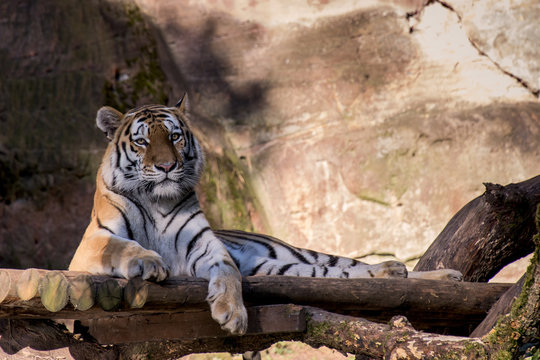 liegender Tiger