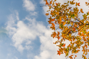 Bottom up view of a autumnal treetop or tree branches with yellow, golden, red and green leafs against blue sky with white clouds, vintage toned. Beautiful autumn background 