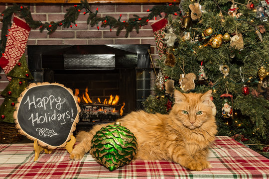 A cute cat relaxing by the Christmas Tree