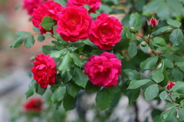 Red roses, flowers for Valentine's Day, a gift, a bouquet of red roses on March 8, a female dream, spring flowers in the botanical garden