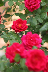 Red roses, flowers for Valentine's Day, a gift, a bouquet of red roses on March 8, a female dream, spring flowers in the botanical garden