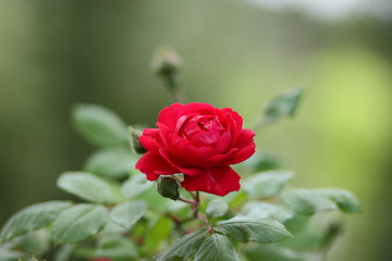 Red roses, flowers for Valentine's Day, a gift, a bouquet of red roses on March 8, a female dream, spring flowers in the botanical garden